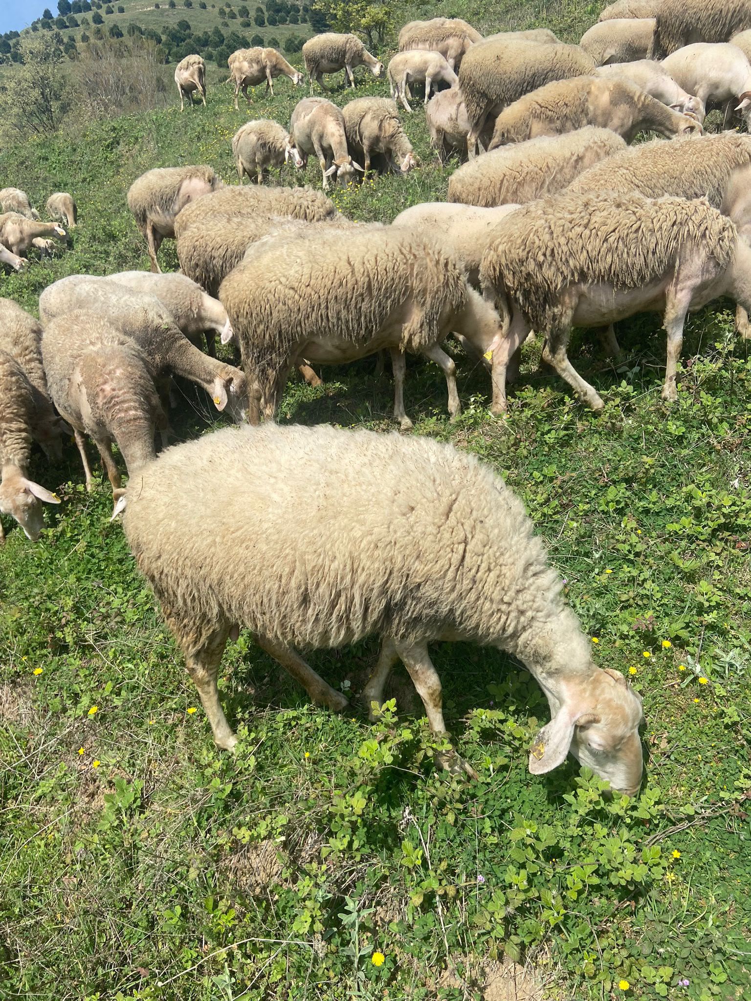 Yalova Elgin Adaklık ve Kurbanlık çiftliğinden galeri görseli 6