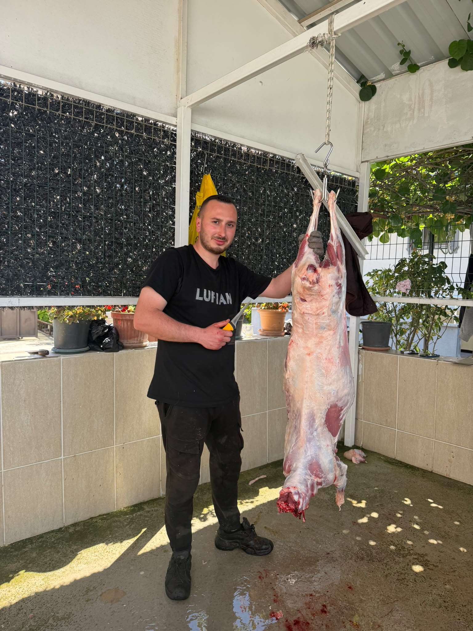 Yalova Elgin Adaklık ve Kurbanlık çiftliğinden galeri görseli 7